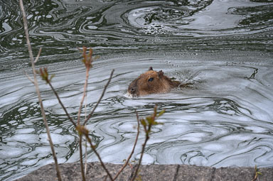 May 27, 2024 'Diego' Capybara