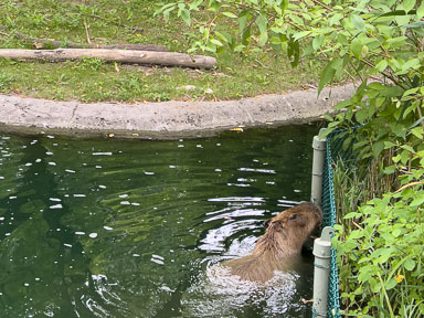 August 4, 2024 'Diego' Capybara