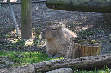 August 29, 2024 'Diego' Capybara