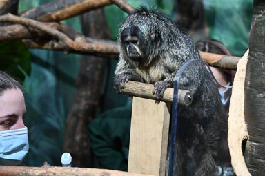 February 4, 2025 'Cora' White-faced saki