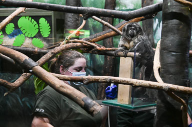 February 26, 2025 'Cora' White-faced saki