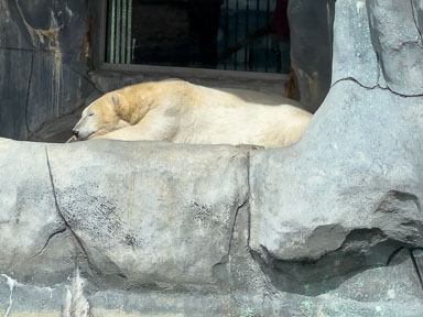 March 23, 2025 Polar Bears