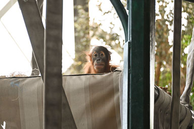 April 8, 2025 'Wali' Orangutan Turns 3