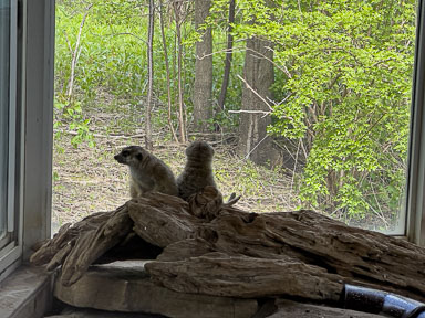 May 24, 2025 Meerkats & Mimosas