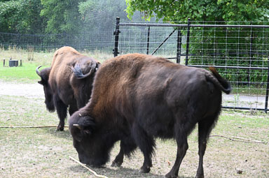 July 26, 2025 Wood Bison 'Eileen'