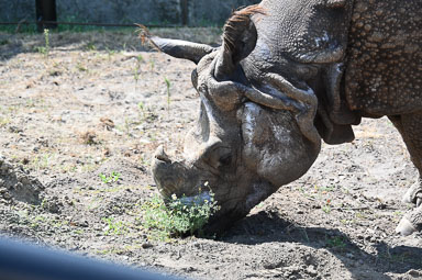 August 15, 2025 'Vishnu' Great One-horned Rhino