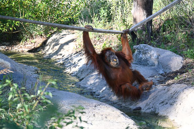 August 18, 2025 A 'Puppe' post for World Orangutan Day