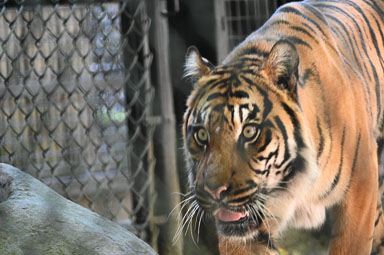 October 3, 2025 VIP Tour Sumatran Tiger Kemala