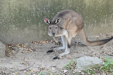 October 3, 2025 VIP Western Grey Kangaroos