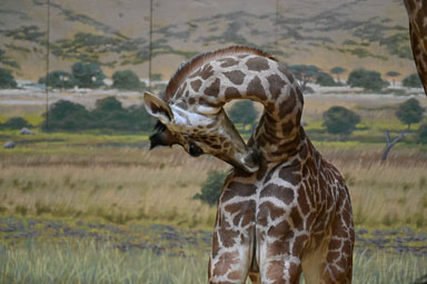 March 11, 2026 Giraffe Calf Public Debut