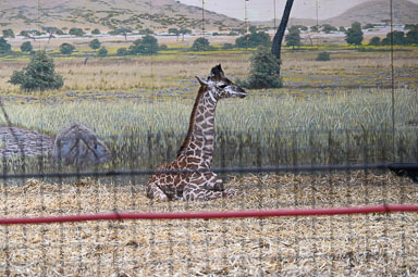 March 25, 2026 Giraffe calf two weeks after her debut