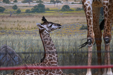 April 6, 2026, The Baby Watches as Mstari gets a treat (see video)