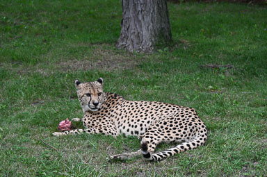 August 10, 2026 'Bakari' Cheetah