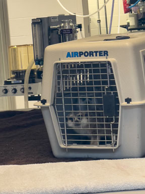 June 22, 2022 Slender-tailed Meerkats