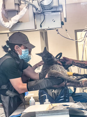 July 10, 2022 'Stevie' Bennett's Wallaby