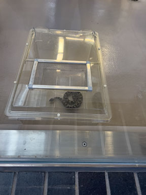 November 20, 2022 Massasauga Rattlesnake