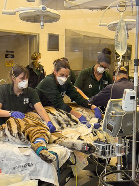 February 2, 2023 'Mazy' Amur Tiger