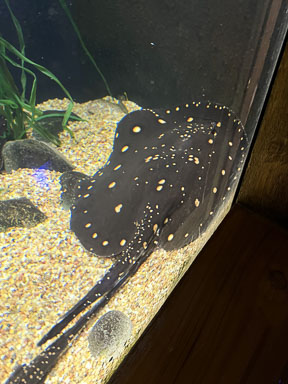 February 5, 2023 Stingray