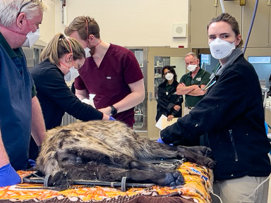 April 18, 2024 'Echo' Spotted Hyena