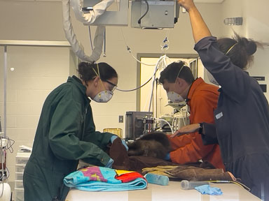 April 22, 2024 'Manju' & 'Mileena' White-handed Gibbons