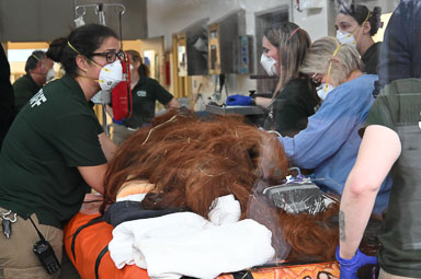 November 19, 2024 'Budi' Orangutan