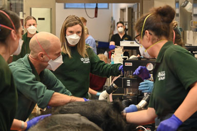 November 20, 2024 'Sadiki' Western Lowland Gorilla Heart Assessment