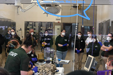 January 16, 2025 'Hyacinth' Barren Ground Caribou Transfaunation