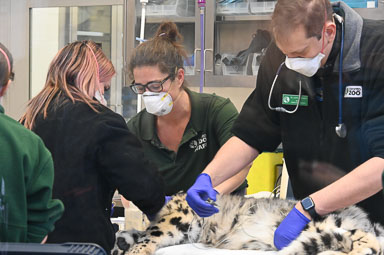 February 4, 2025 'Minu' Snow Leopard Health Exam