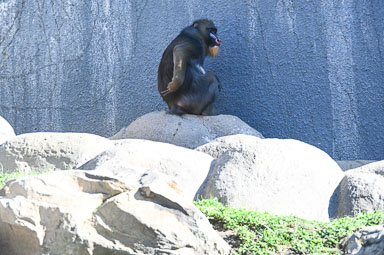 Zoo de Granby