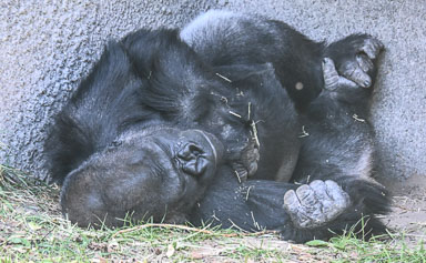 Zoo de Granby